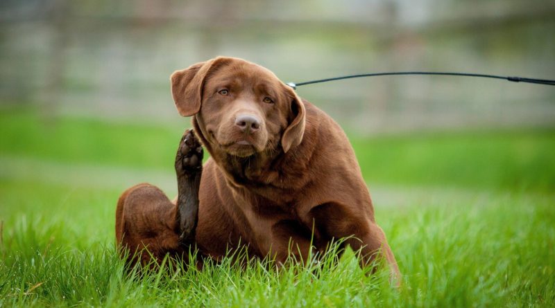 Чому собака свербить і коли потрібна допомога ветеринара
