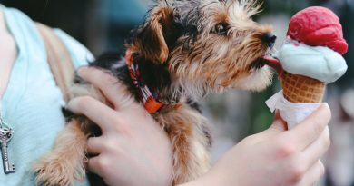 Чому собакам не можна давати солодке