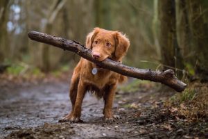 Чому собаки приносять палиці з прогулянки?