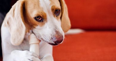 Чи можна давати собаці кістки