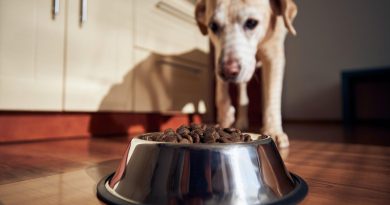 Чи можна годувати собаку сухим та натуральним кормом одночасно