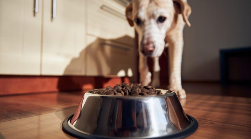 Чи можна годувати собаку сухим та натуральним кормом одночасно