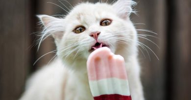 Чи можна кішкам їсти морозиво