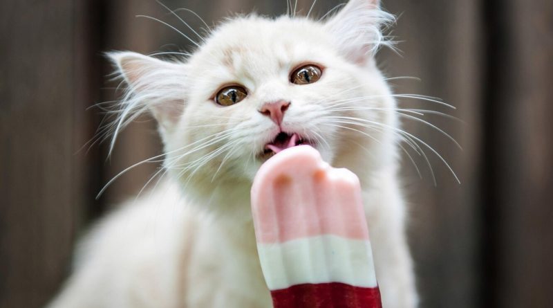 Чи можна кішкам їсти морозиво