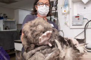 До притулку принесли кудлате чудовисько. Але ось хто ховався за кілограмами шерсті.