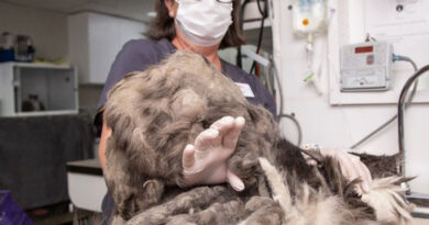 До притулку принесли кудлате чудовисько. Але ось хто ховався за кілограмами шерсті