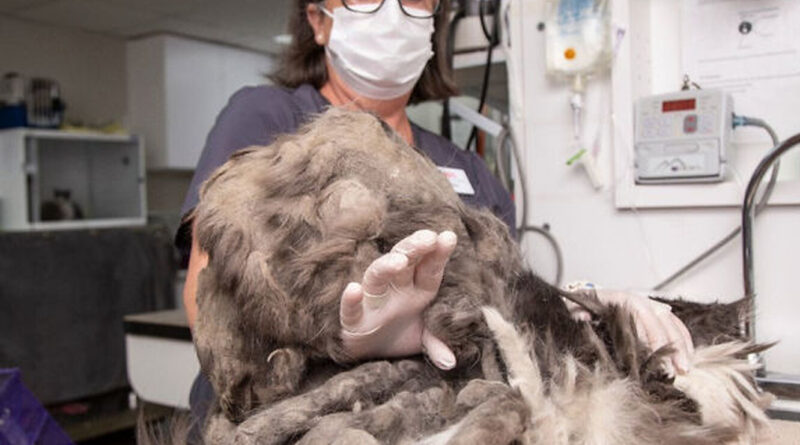 До притулку принесли кудлате чудовисько. Але ось хто ховався за кілограмами шерсті