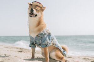 Хазяїн відмовився від собаки, а через сім років її продали за 1 мільйон.