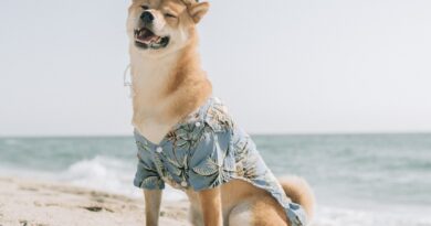 Хазяїн відмовився від собаки, а через сім років її продали за 1 мільйон