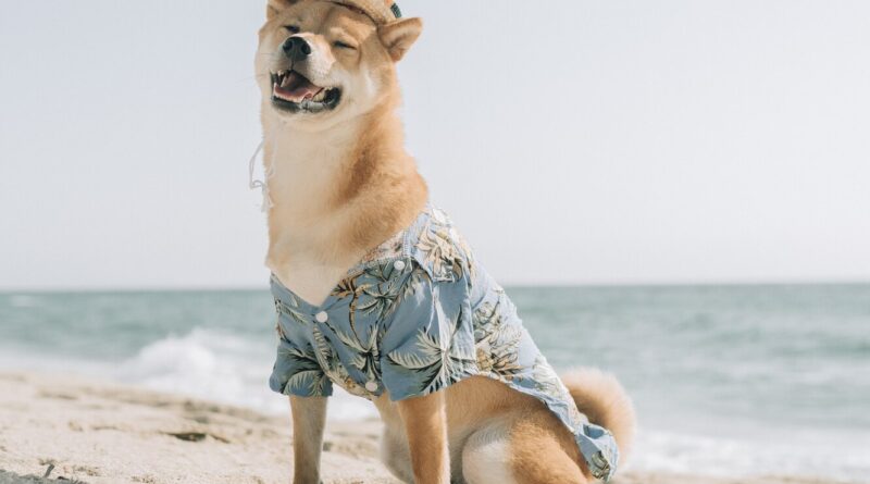 Хазяїн відмовився від собаки, а через сім років її продали за 1 мільйон