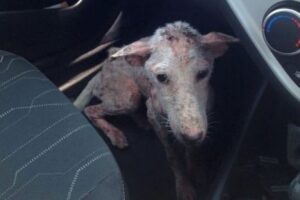Хвора собака застрибнула у машину, благаючи допомоги. І зробила правильний вибір.