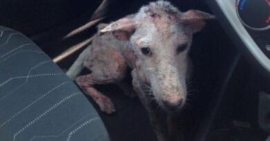 Хвора собака застрибнула у машину, благаючи допомоги. І зробила правильний вибір