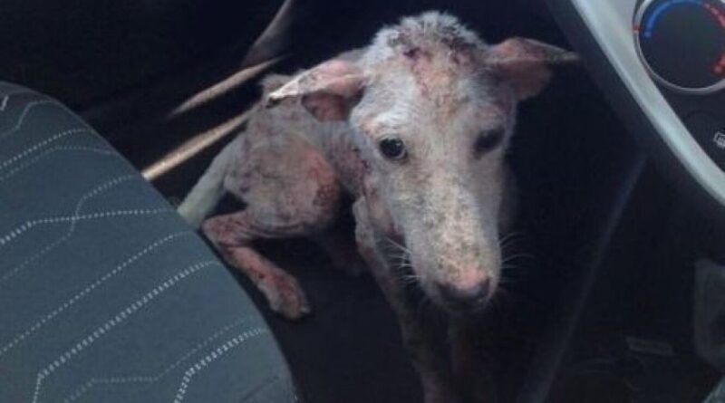 Хвора собака застрибнула у машину, благаючи допомоги. І зробила правильний вибір