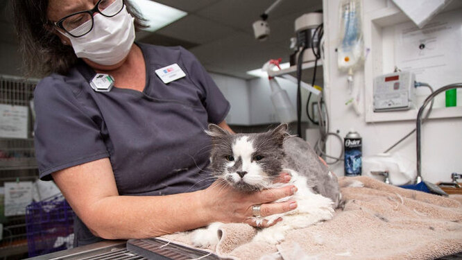 Кішка терпляче перенесла важку процедуру стрижки