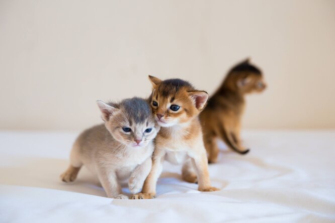 Кошенята абісинців