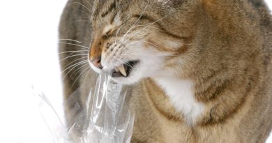 Котячий пікацизм: чому кішки їдять пакети, одяг та інше неїстівне