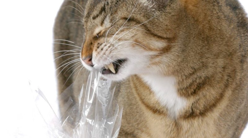 Котячий пікацизм: чому кішки їдять пакети, одяг та інше неїстівне