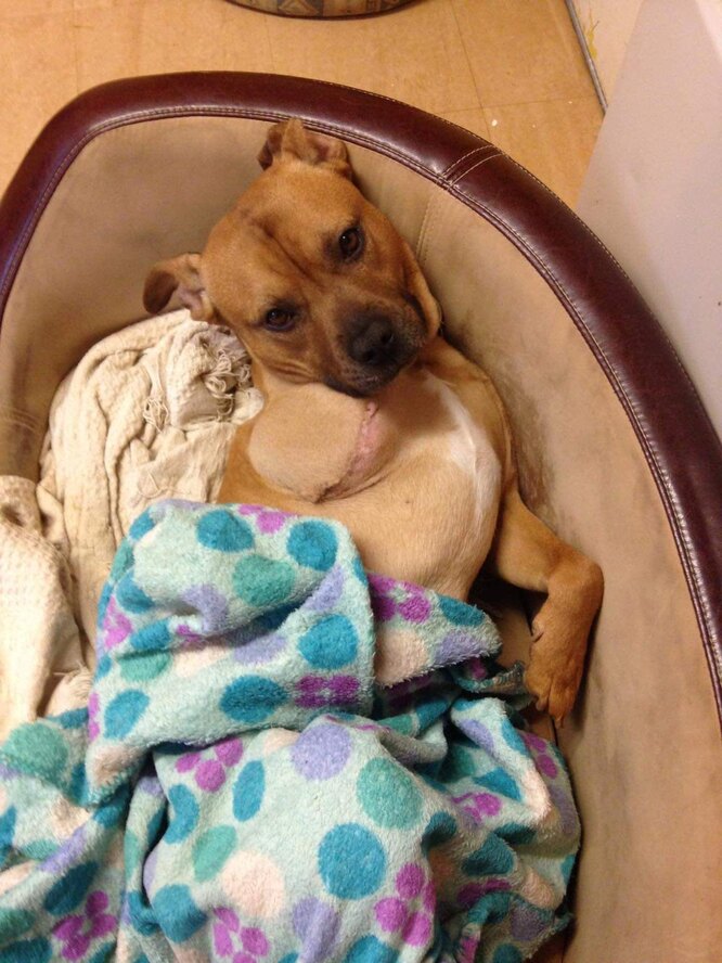 Безпритульний пес Луї