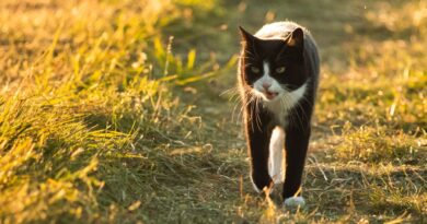 Мяукання врятувало життя: кіт привів рятувальників до зниклої пенсіонерки