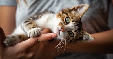 Милі кішки: чому вважається, що вони можуть зробити будинок затишним та теплим