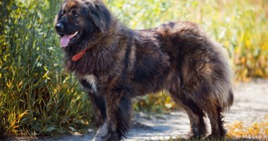 Найсильніші собаки світу