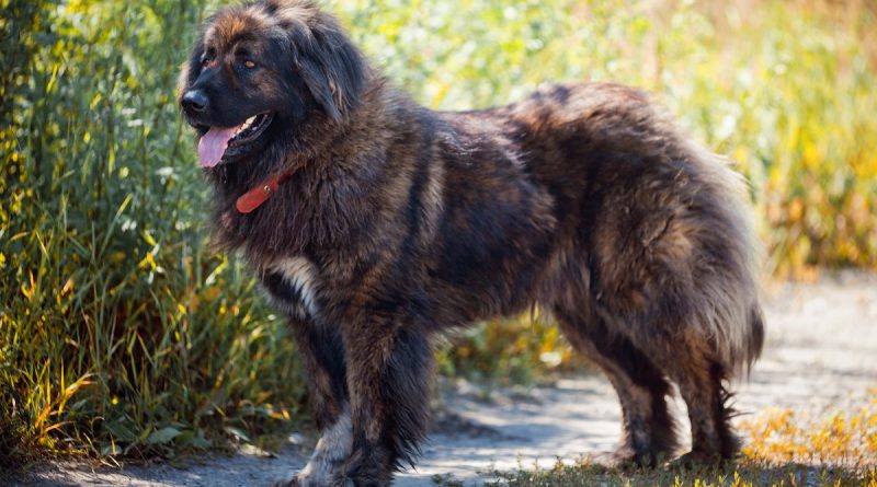 Найсильніші собаки світу