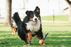 Найтихіші породи: собаки, які не винесуть вам мозок своїм гавкотом.
