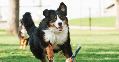 Найтихіші породи: собаки, які не винесуть вам мозок своїм гавкотом
