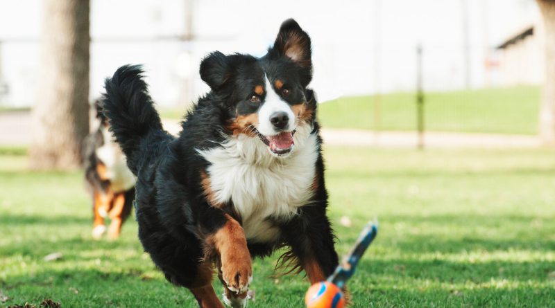 Найтихіші породи: собаки, які не винесуть вам мозок своїм гавкотом