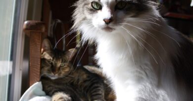 Нічний тигидик із користю: ​​кішки врятували господарям життя