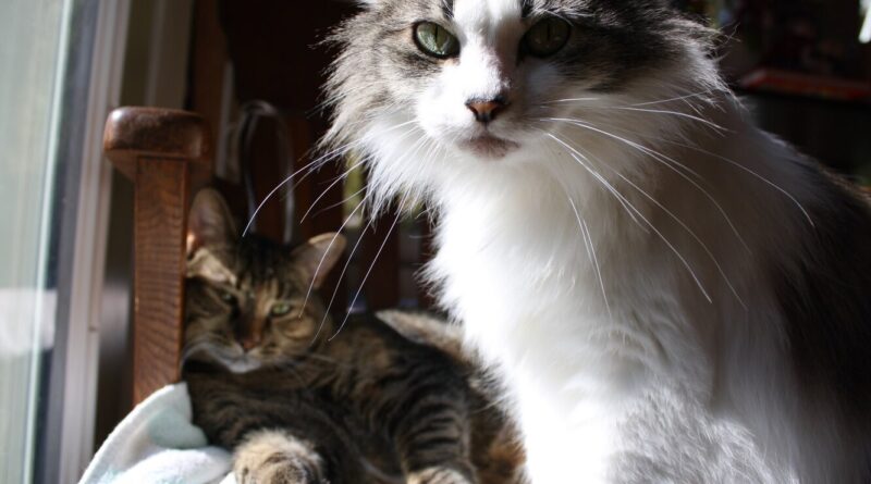 Нічний тигидик із користю: ​​кішки врятували господарям життя