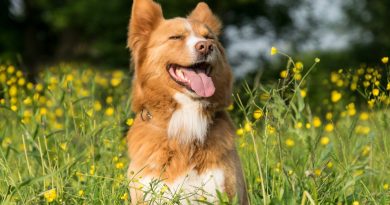 Обережно, квіти! Як допомогти собаці з алергією на пилок