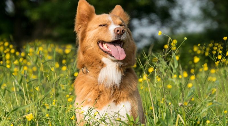 Обережно, квіти! Як допомогти собаці з алергією на пилок