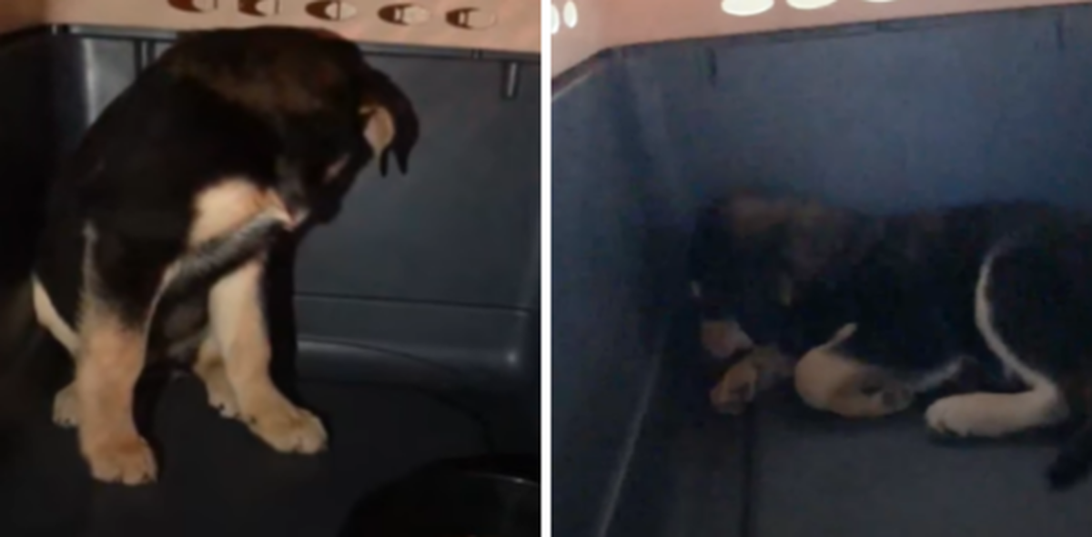 Перелякане щеня у контейнері для перенесення