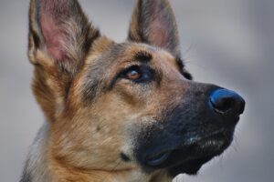 Повернув борг: приютський собака врятував господаря.