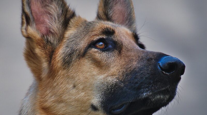 Повернув борг: приютський собака врятував господаря