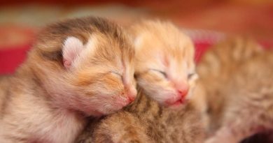 Прикольні та оригінальні імена для котів та кішок