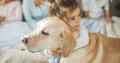 Рятувальник, компаньйон, поводир і відданий друг: лабрадор-ретрівер