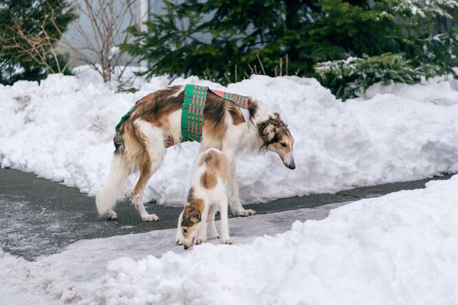 Російська псова