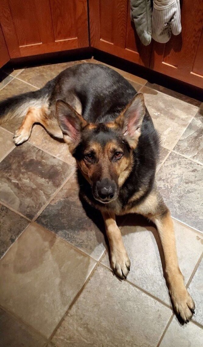 Собака Седі не полишила свого господаря