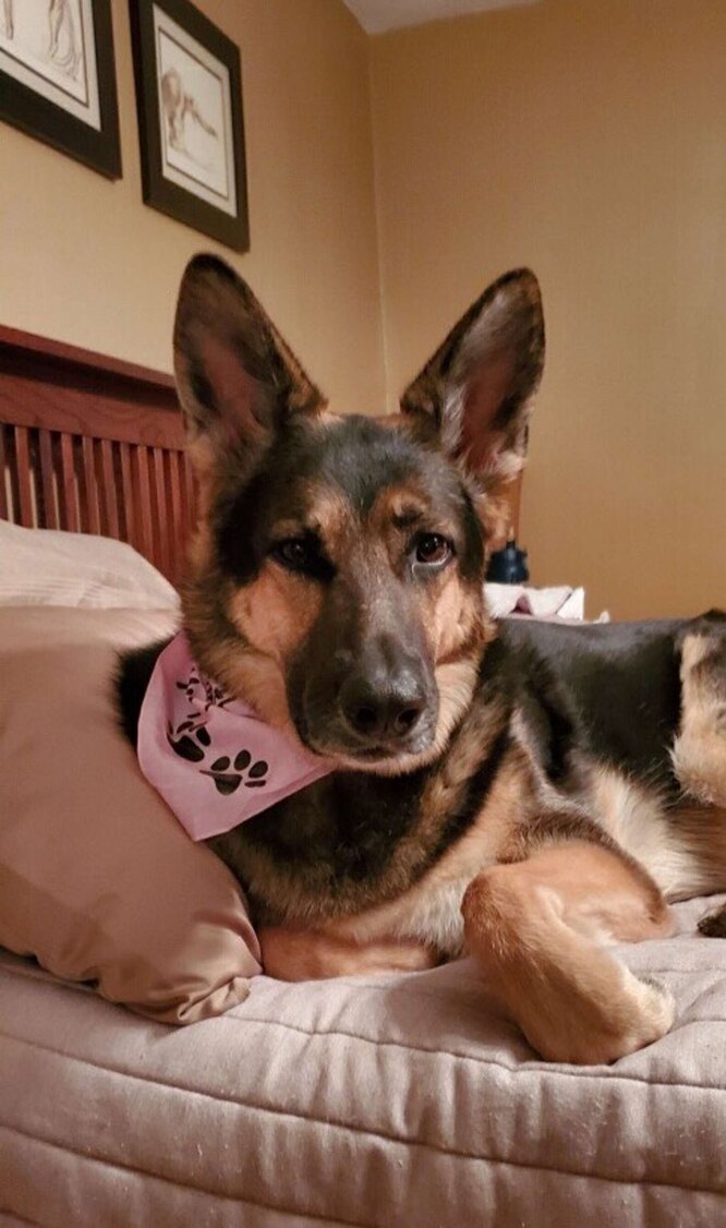 Седі чекає повернення свого господаря