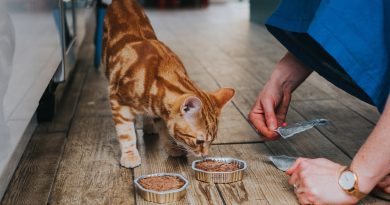 Що робити, якщо кіт відмовляється від їжі