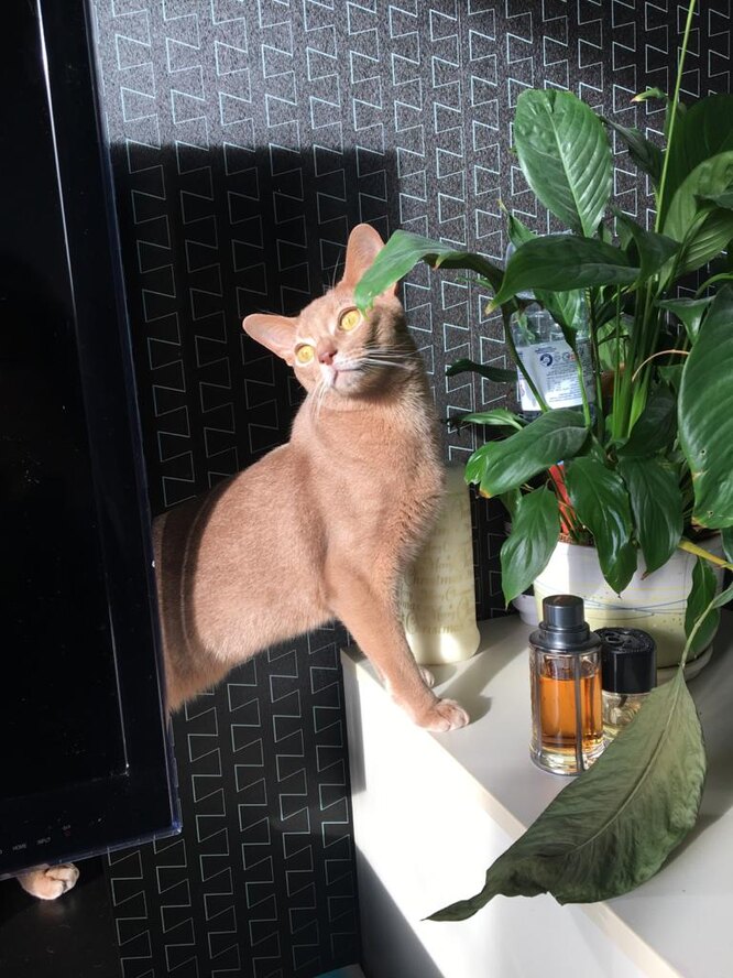 Що ще варто знати про породу абісинців