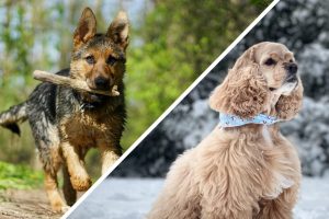 Скажи мені, хто твій друг… Що порода собаки говорить про ваш характер?