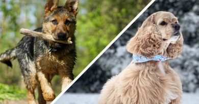 Скажи мені, хто твій друг… Що порода собаки говорить про ваш характер