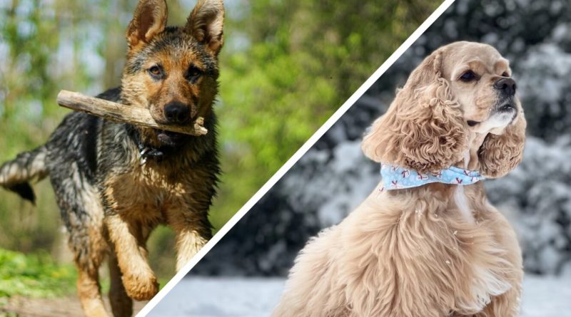 Скажи мені, хто твій друг… Що порода собаки говорить про ваш характер