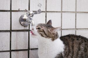 Скільки води треба пити кішці?
