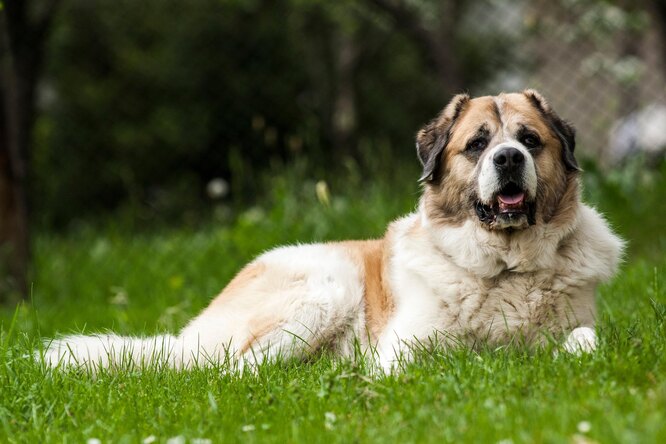 Кавказька вівчарка