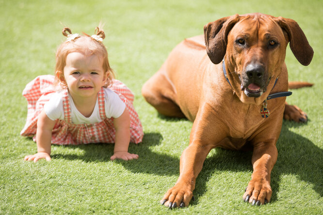 Тайський ріджбек і родезійський ріджбек