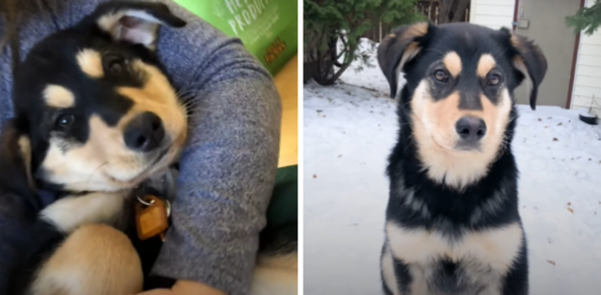 Цуценя ожило від проявів щирої любові